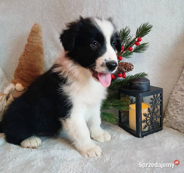 Border collie szczenięta kujawsko-pomorskie Grudziądz