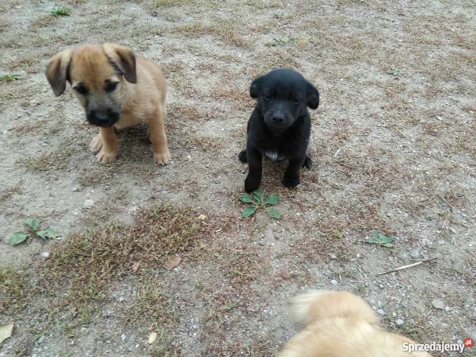 sprzedam małe pieski Pozostałe Mołomotki