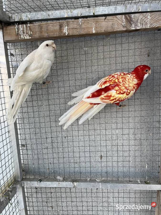 Rozelle królewskie 2025r Sośnicowice