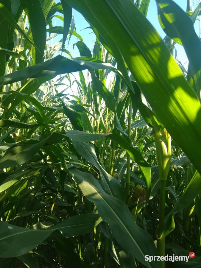 Kukurydza podlaskie