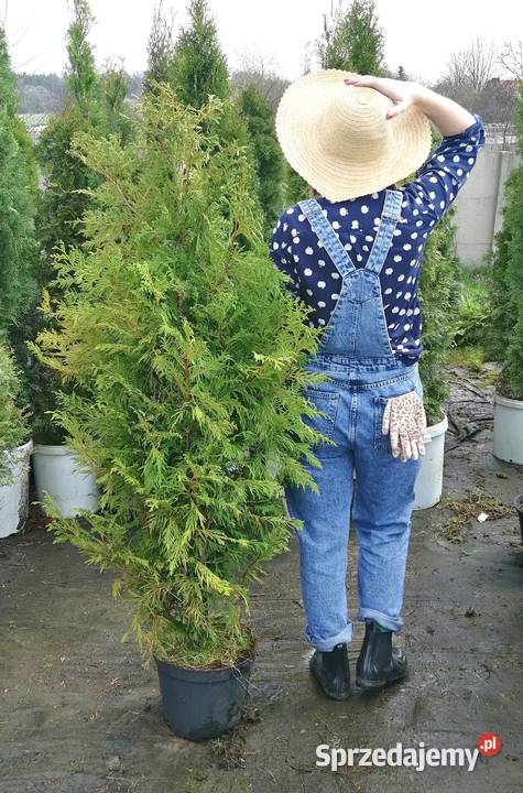 Tuja Zebrina 145 165 W doniczce thuje Siewierz