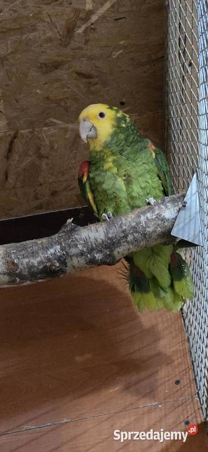 Sprzedam Amazonki Oratriksy Zwierzęta sprzedam