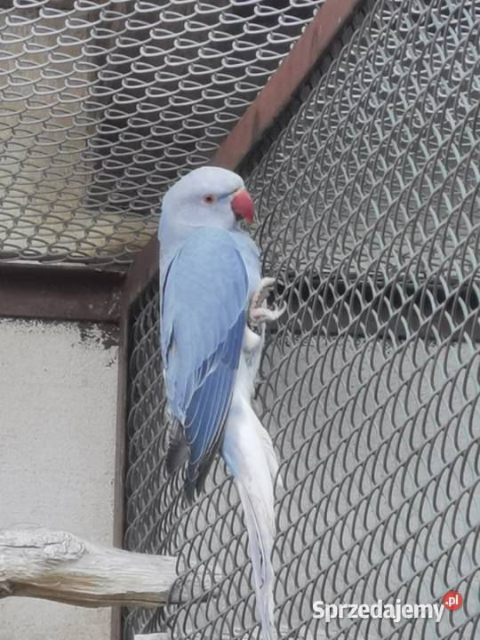 Aleksandretty obrożne Rypin