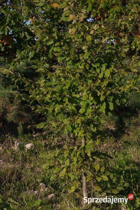 Grab pospolity Carpinus betulus 45 m obwód 810 z