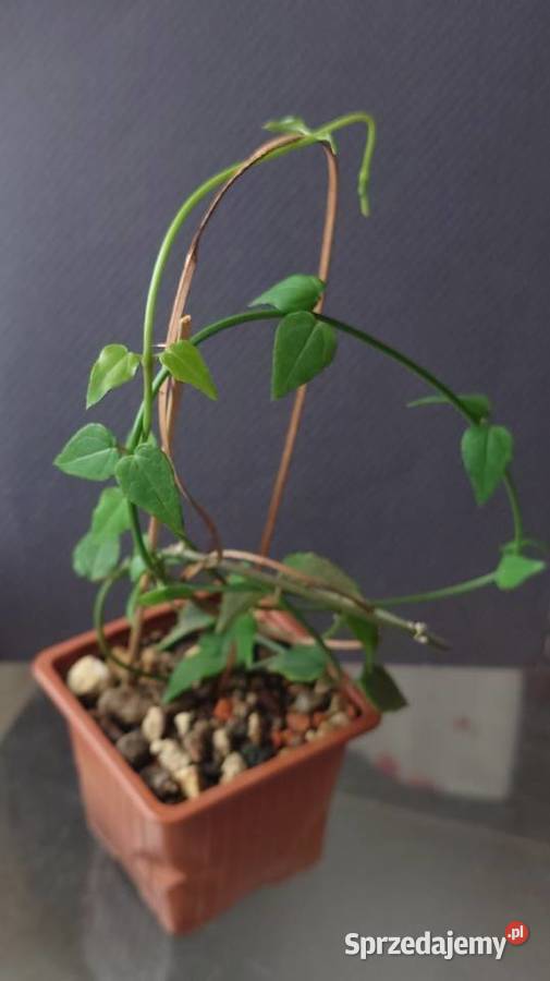 Ceropegia ciekawa odmiana roślina z kolekcji Warszawa sprzedam