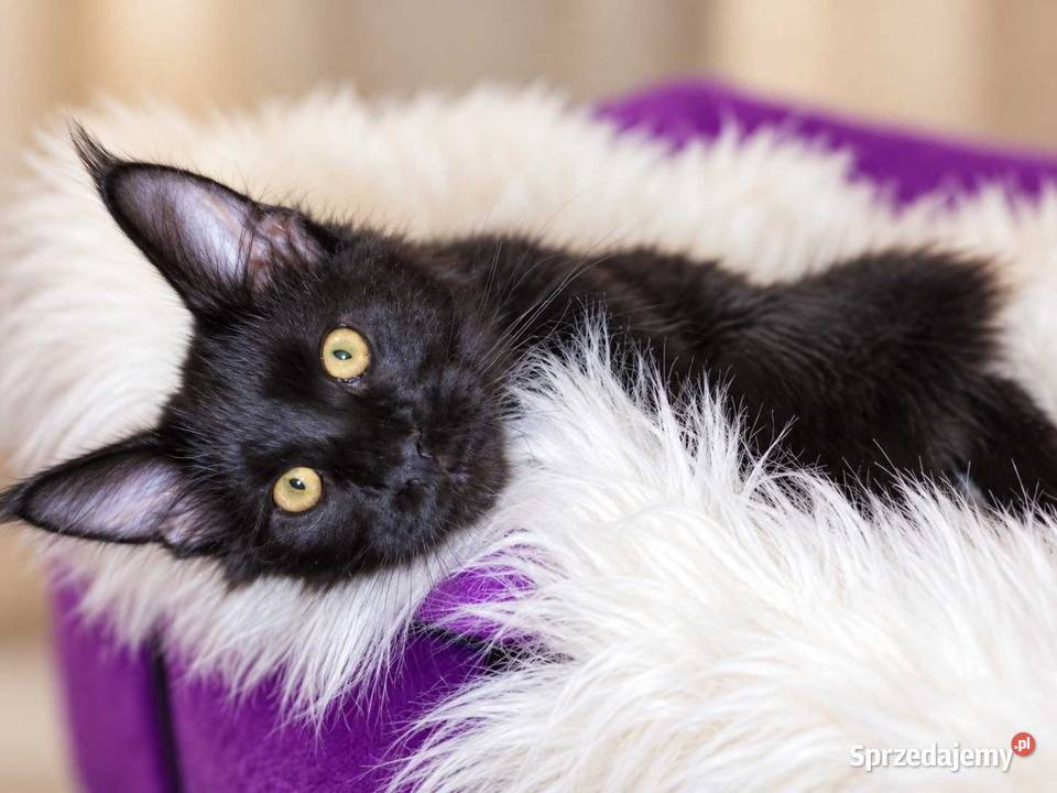 Sultan kocurek Maine Coon Black Solid Poznań
