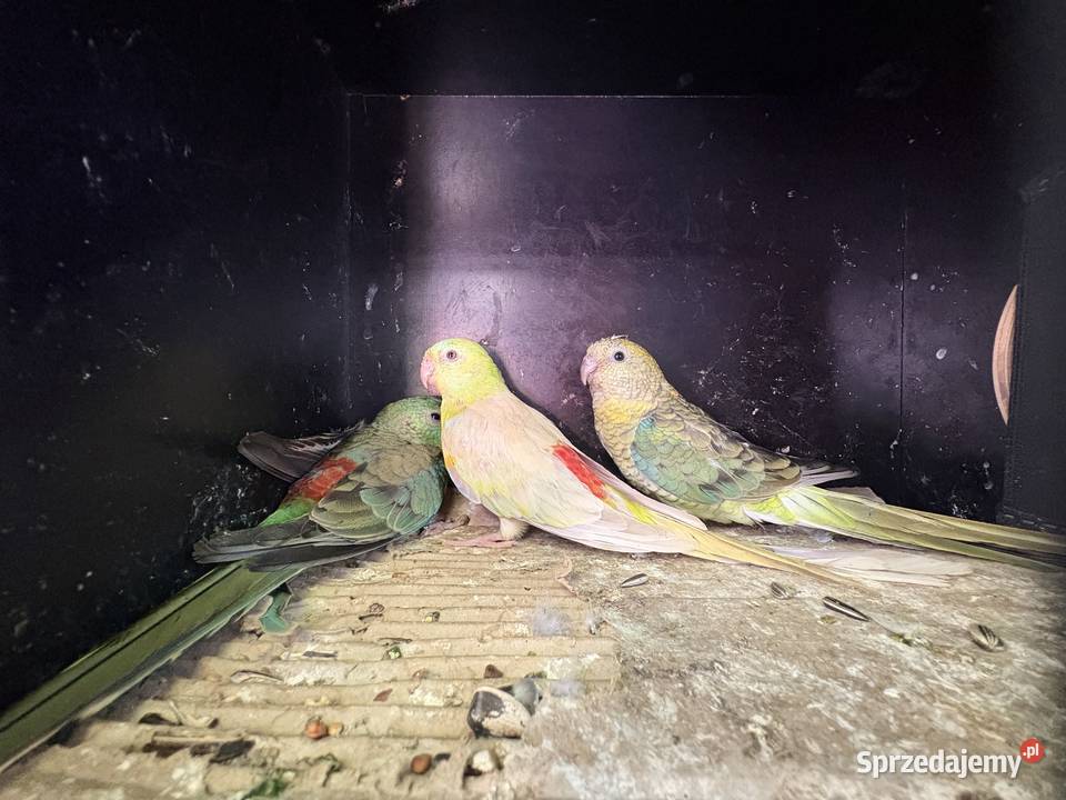 Papugi świergoty i inne