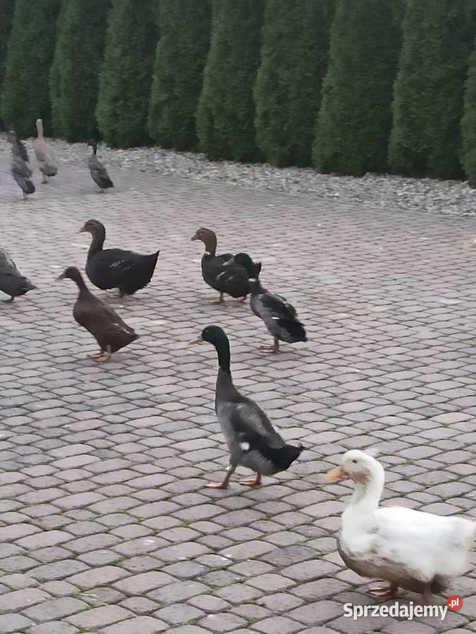 Kaczki i kaczory francuskiepiżmowe czekoladowe Krasnystaw