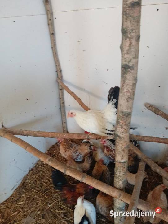 Kury schabo Pabianice