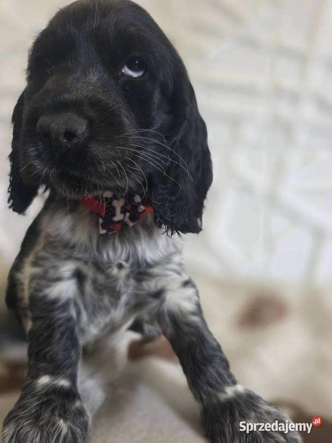 Cocker spaniel angielski pieski trzy ostatnie Cocker Spaniel
