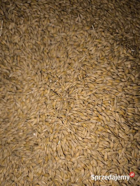 Sprzedam jęczmień ozimy Strzałków