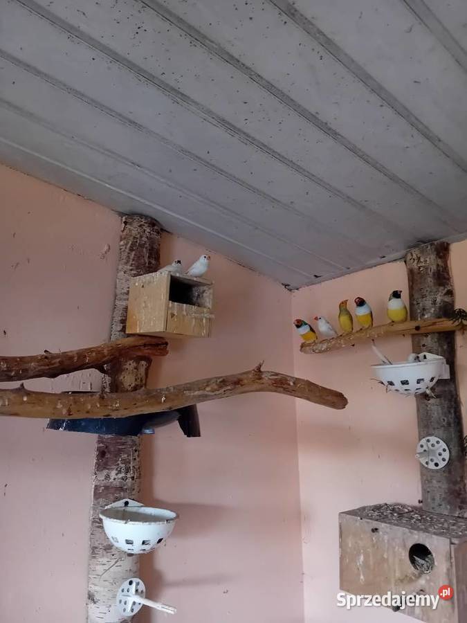 Kanarki zeberki papugi kolorowe Siedlce sprzedam