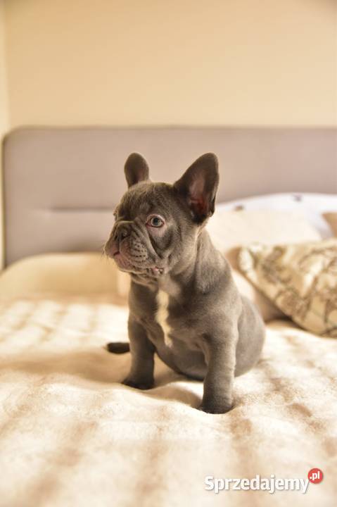 Buldog francuski sunia lilac małopolskie Targanice