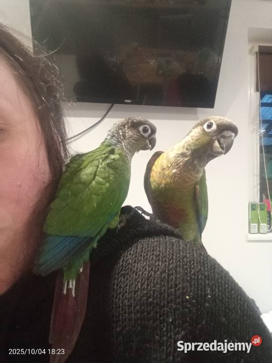Dwa młode ręcznie odkarmione samczyki Ptaki Człuchów sprzedam