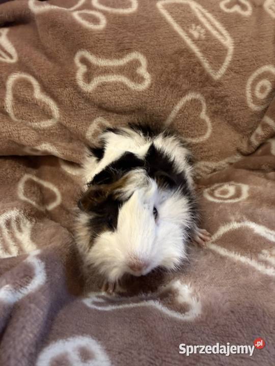 świnka morska cavia domowa SAMIEC Koszyce Wielkie