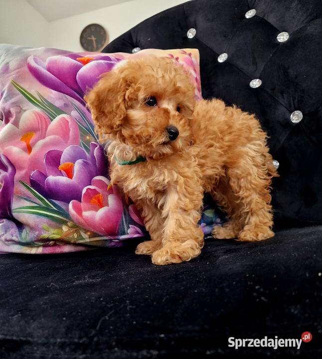 Malutki pudelek toy szuka domu kocha dzieci Jasło