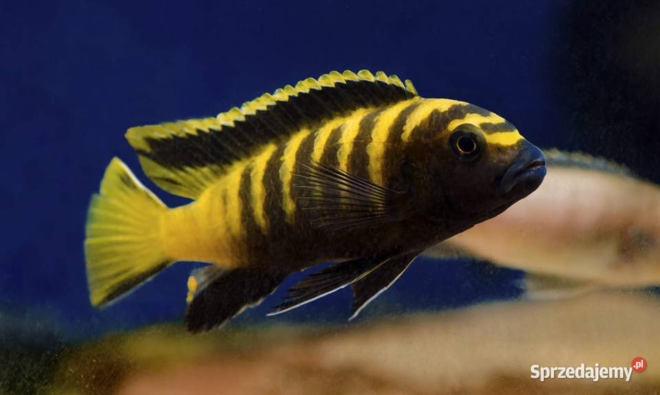 pyszczaki Pseudotropheus flavus Ryby Olsztyn