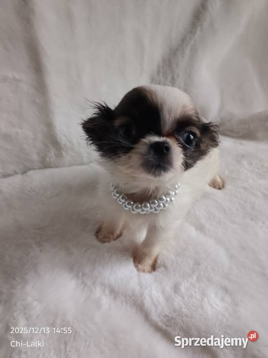 Chihuahua xxs chłopiec samiec dlugowlosy Inowrocław