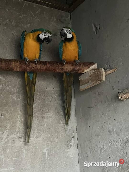Sprzedam parę Ary ararauny Poznań sprzedam