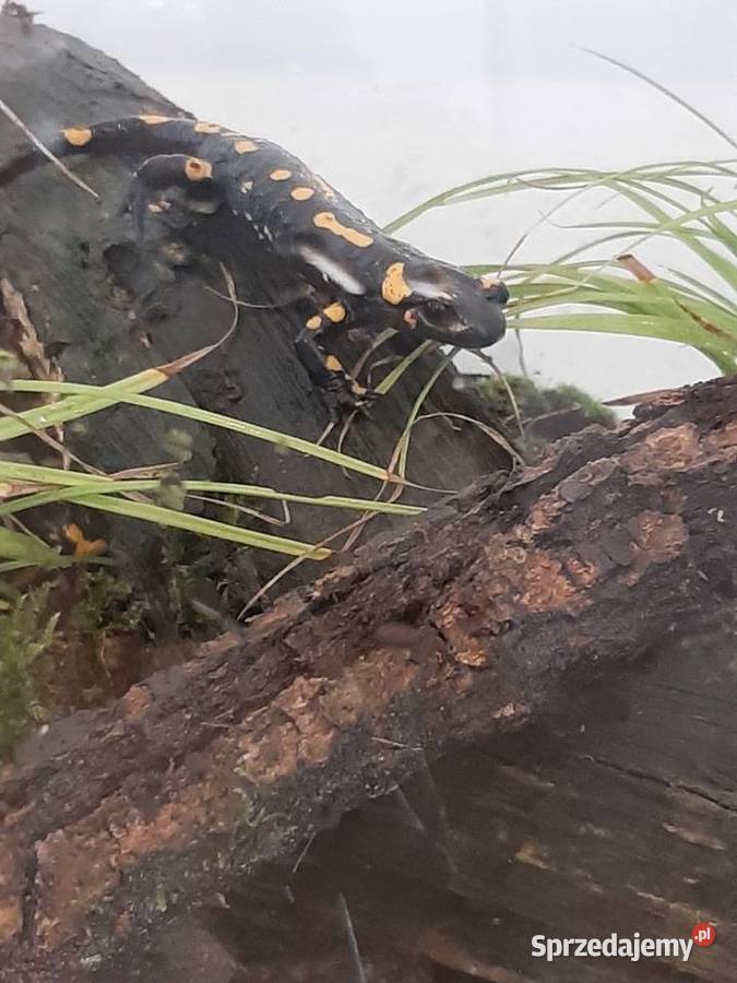 Gekon kameleon jaszczurka salamandra