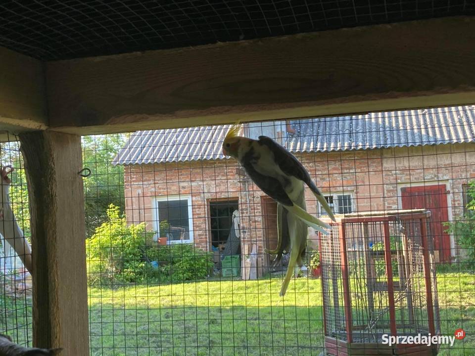 Papugi Nimfy Piaseczno sprzedam