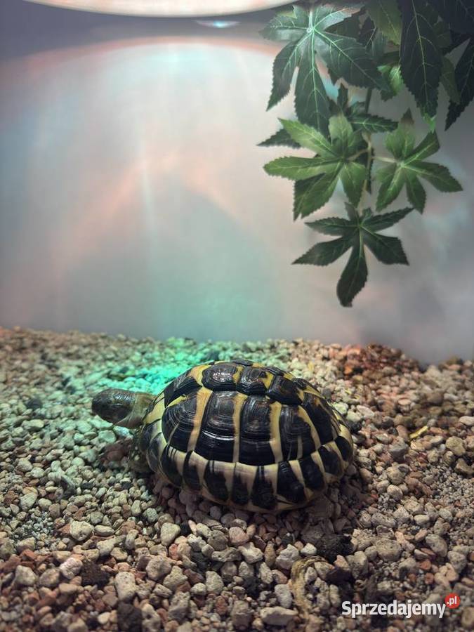Żółw grecki lądowy Testudo Hermanni lubelskie Lublin