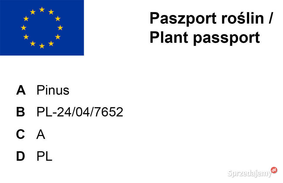 Sosna 9 formowana Bonsai ogrodowe Niwaki Iglaste śląskie Częstochowa