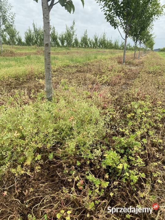 Pielnik automatyczny sadowniczy do jabłek Sienno