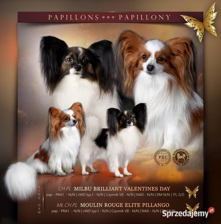 Papillon Spaniel Kontynentalny Miniaturowy