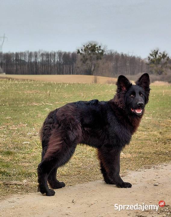Czarny Piesek Owczarek Niemiecki Długowłosy