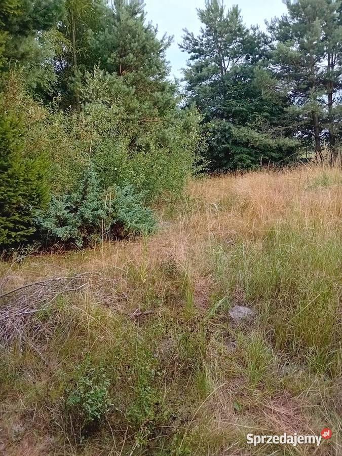 Usługi ogrodniczesprzątanie działek Lubartów