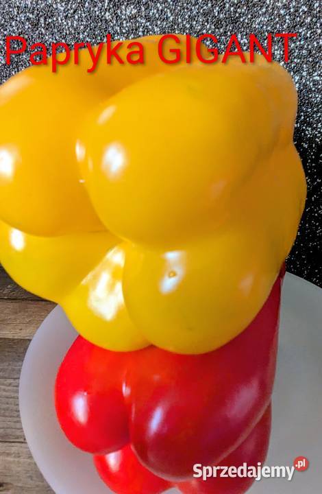 Papryka GIGANT czerwona żółta nasiona kolekcja małopolskie