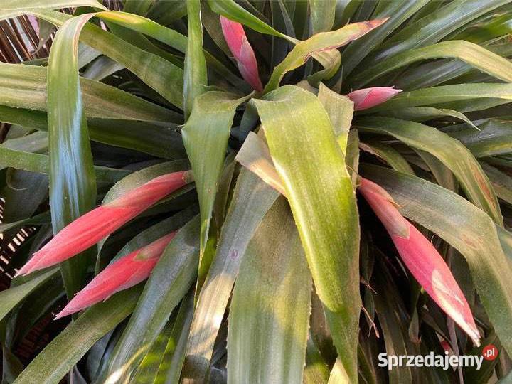 Bilbergia zwisła zwodnica dwie rozłożyste Zabierzów