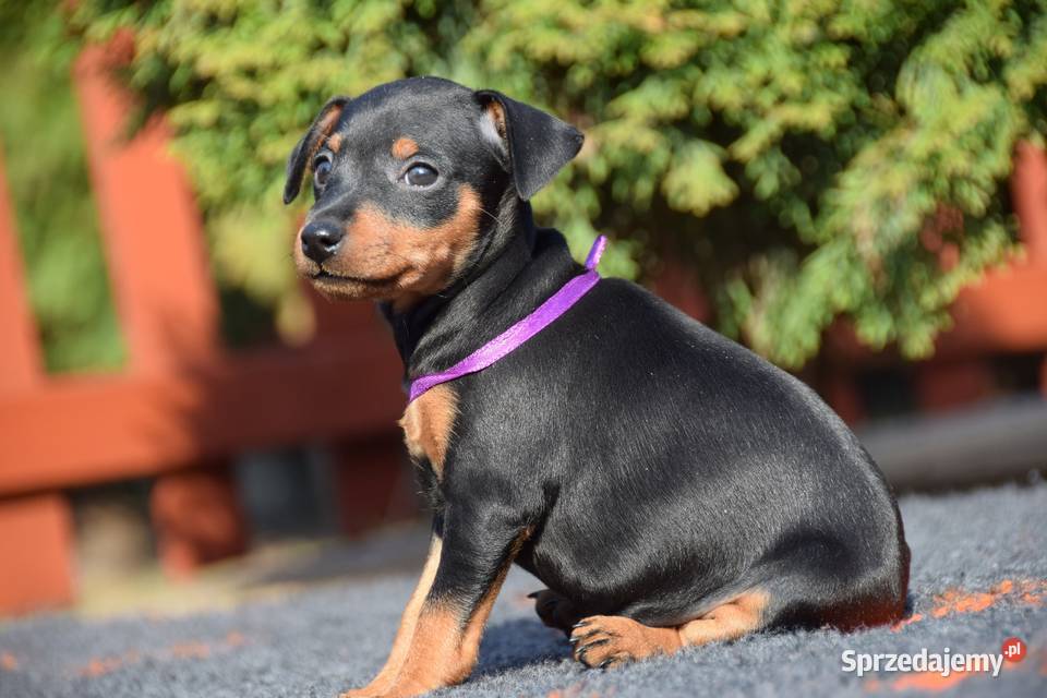 Szczenięta Pinczer Miniaturowy ZKWP fci Łochów