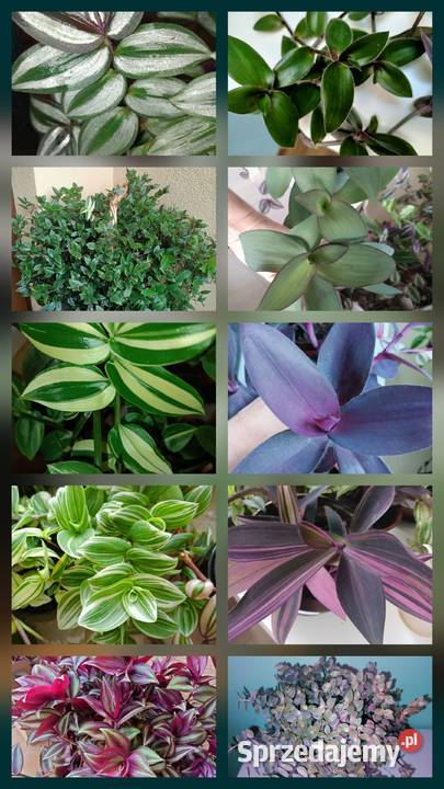 Trzykrotki tradescantia 24 różne odmiany w tym Skuły