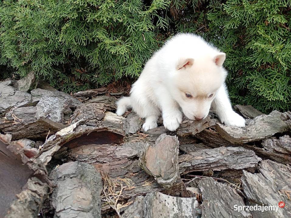 Siberian husky boy Racibórz