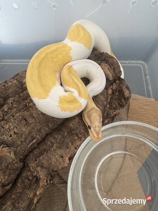 Regius banana piebald samiec pomorskie Sopot