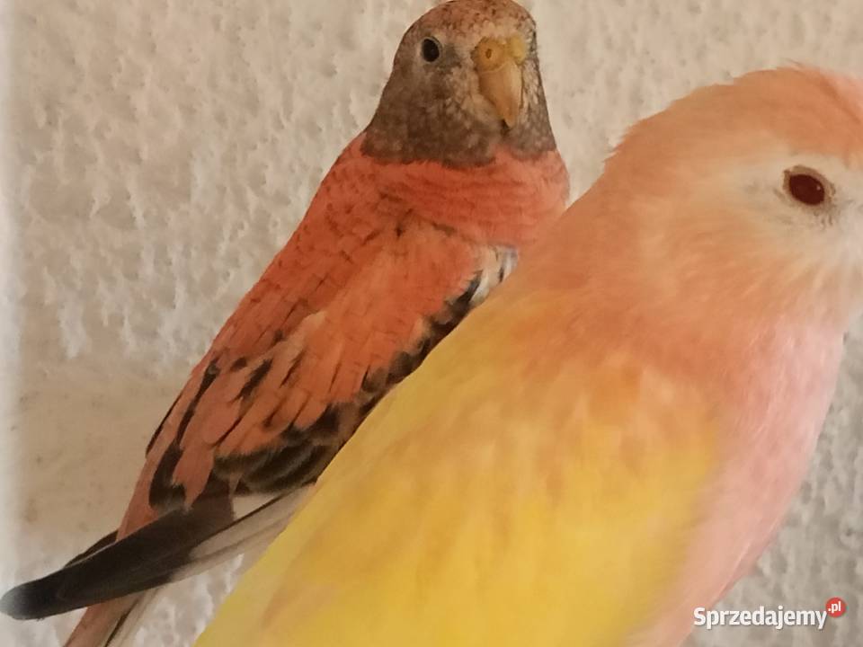 Lilianki Strzelce Opolskie