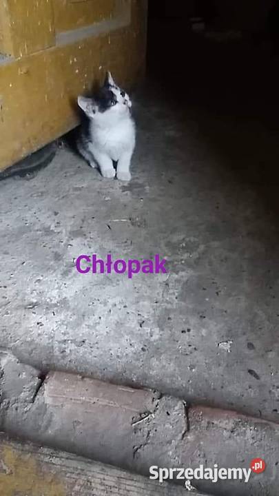 oddam kotki kociaki Warszawa