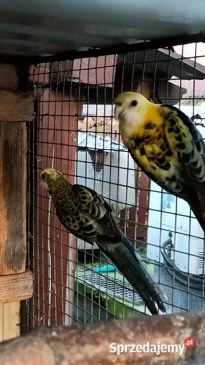 Rozella Bladoglowa Rybnik