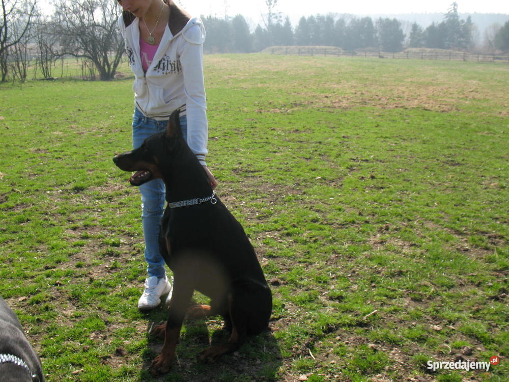 DOBERMAN SZCZENIAK MŁODE PIESEK SUKA SZCZENIAKI Zwierzęta Gierów