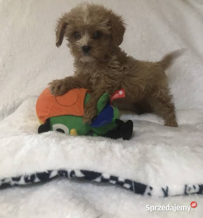 Cavapoo szczeniaki malutkie Wrocław