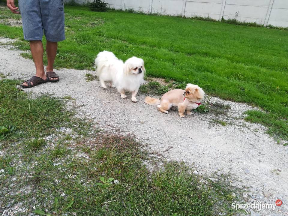 Pekińczyk Krolewski Parznice