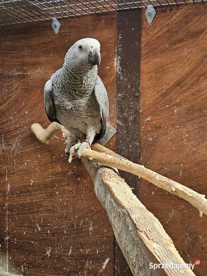 Żako kongijskie Ptaki Bydgoszcz