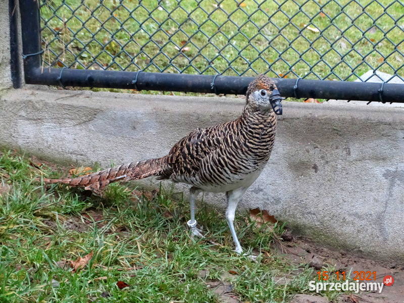 Sprzedam Bażant Bażanty Diamentowe z 2021r Gostyń