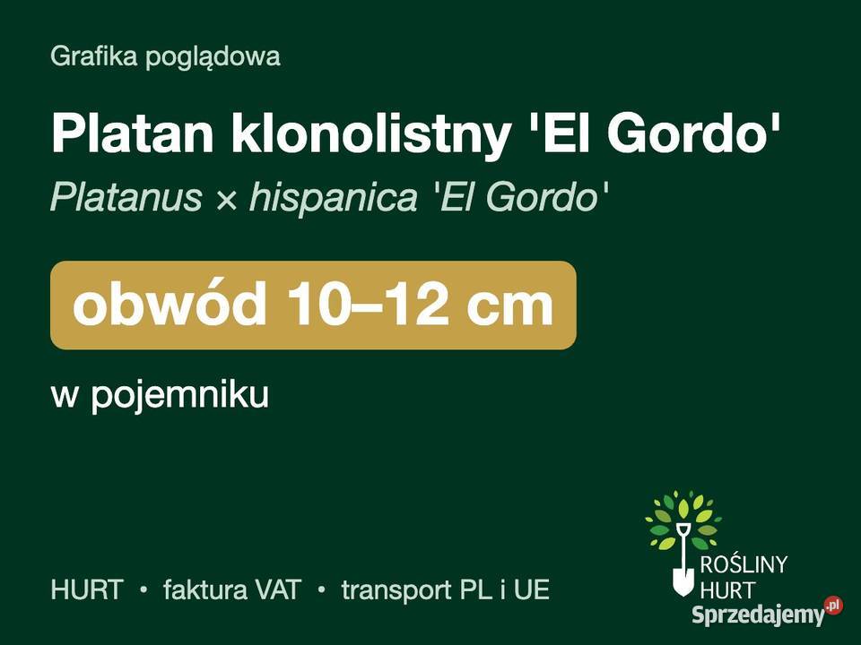 Platan klonolistny El Gordo obwód 1012 w