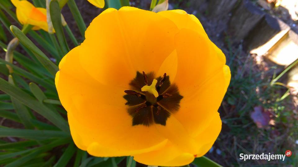 Działka ROD Poznań Darzynka prąd woda drzewka utwardzona