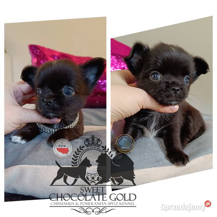 Chihuahua piesek długowłosy czarny rodowód łódzkie Bełchatów