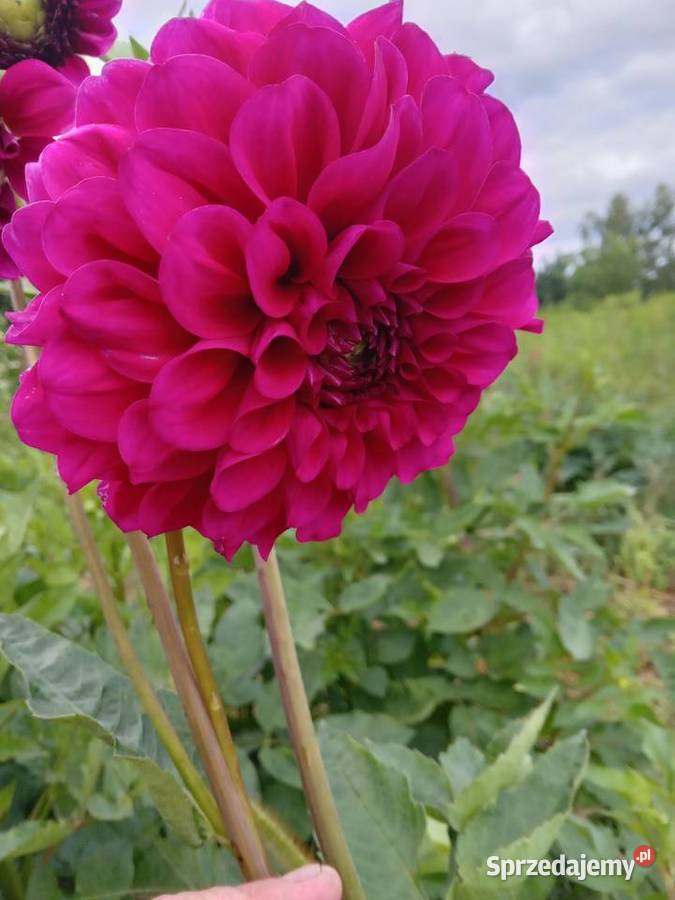 Dalie wysokie karpy bulwy sadzonki podkarpackie Przyszów