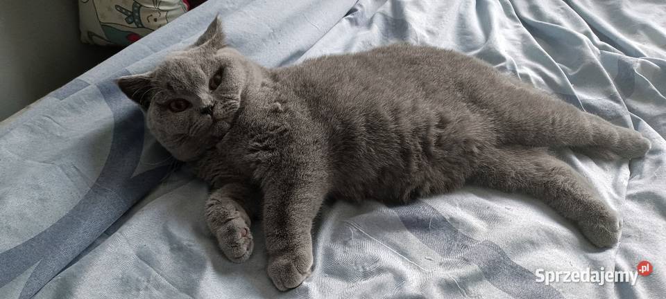 Kotka brytyjska sprzedam